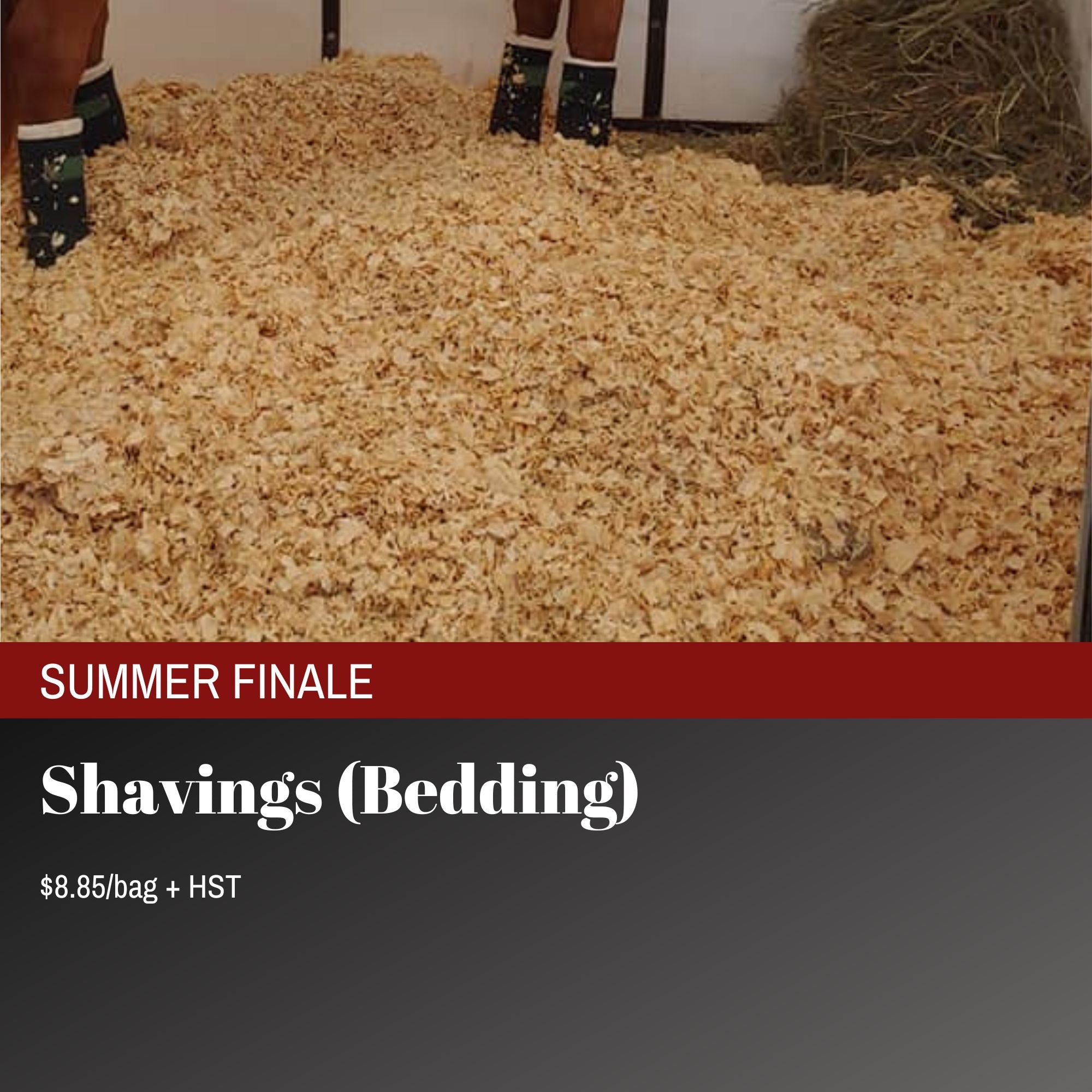 Shavings - 2023 Summer Finale